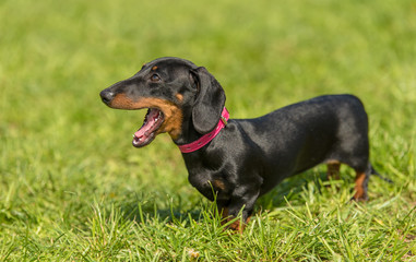 Dachshund dog in the park