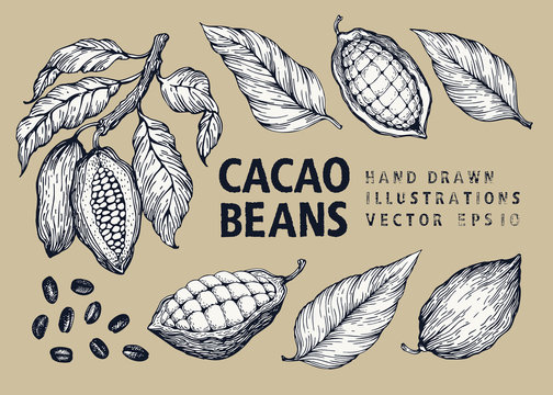 Cocoa beans vector illustration set. Engraved vintage style illustration. Chocolate cocoa beans.