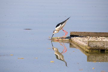 Cavaliere d'Italia (Himantopus himantopus)