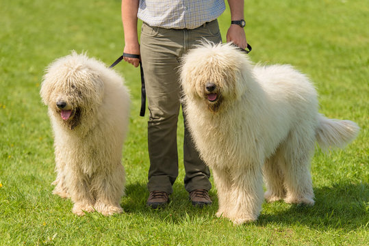 Hungarian komondor dogs in the park