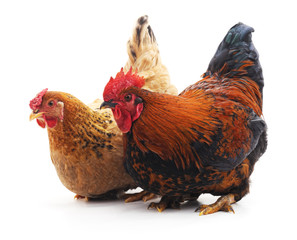 Hen and cock.