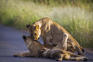 African lion in Kruger National park, South Africa