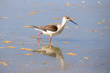 Cavaliere d'Italia (Himantopus himantopus)
