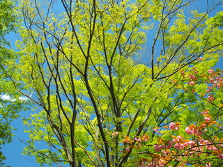 新緑の欅と八重桜