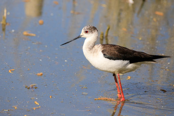 Cavaliere d'Italia (Himantopus himantopus)