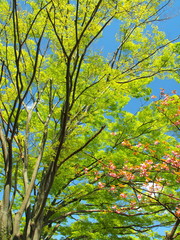 Fototapeta premium ケヤキと八重桜