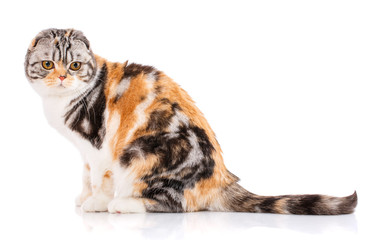 Fototapeta premium Adorable redhair Scottish Fold cat