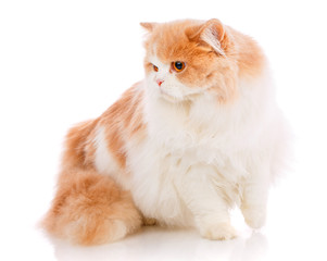 Pets, animals and cats concept - Purebred scottish cat on a white background