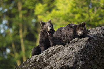 Fototapeta premium Portrait two strong Brown bear Ursus arctos having rest on gray stone covered by moss in nature habitat with green trees in background. Diagonal composed wildlife scene illuminant during golden hour.