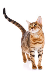 Pets, animals and cats concept - Bengal cat