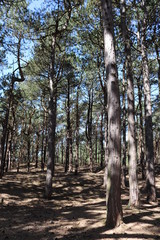 Fototapeta premium English woods