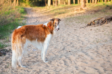 Fototapeta na wymiar Russian Wolfhound Dog, Borzoi on the sand, Sighthound, Russkaya Psovaya Borzaya, Psovi. Killer of wolves. One of the fastest hunting dogs in the world. Springtime, Outdoors, Close Up Portrait.