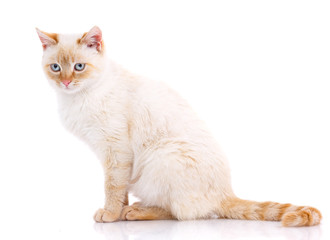 Portrait of domestic white and red kitten. Cute young cat.