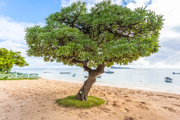 arbre sur plage de Maurice,Veloutier bord de mer, Veloutier blanc, Veloutier de mer 
