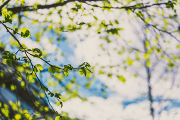 tree branches with modern building in the background
