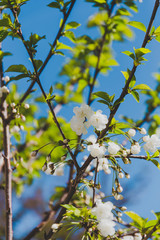 white blossoms on tree in spring with deep blue sky
