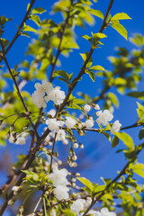 white blossoms on tree in spring with deep blue sky