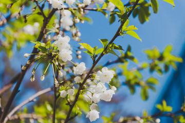 white blossoms on tree in spring with deep blue sky