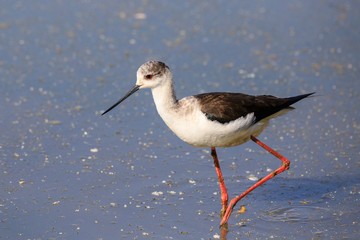 Cavaliere d'Italia (Himantopus himantopus)
