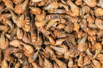 Nordseegarnele, Crangon crangon, 18029.jpg