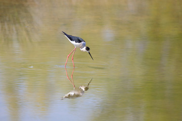 Cavaliere d'Italia (Himantopus himantopus)
