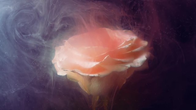 Close-up white beautiful big rose on black background. Thick red smoke falls on the petals of a white rose. Advertising of spirits. Thick red mass envelops  white flower.