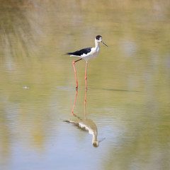 Cavaliere d'Italia (Himantopus himantopus)