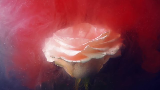 Close-up white beautiful big rose on black background. Thick red smoke falls on the petals of a white rose. Advertising of spirits. Thick red mass envelops  white flower.