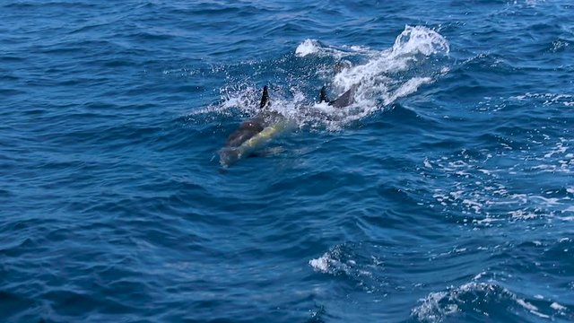 Gorgeous dolphin in the sea. Full HD Video