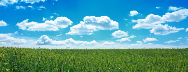 Fototapeta na wymiar Green wheat field and blue sky.