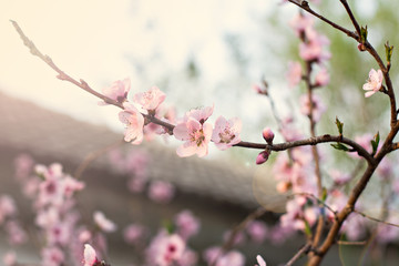 Fototapeta na wymiar A blossoming tree is a peach. Flowering tree.