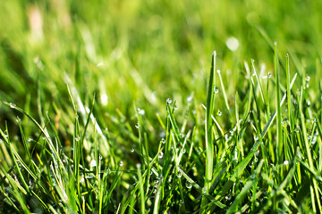 Young green grass with dew.