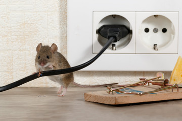 Closeup mouse stands behind chewed wire  near mousetrap and electrical outlet in an apartment...