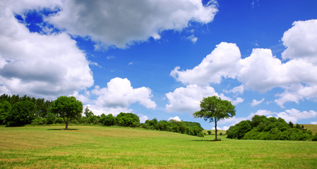 Green field and tree. Nature background.