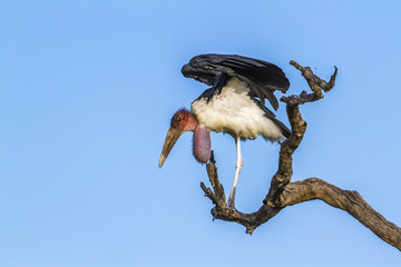 Marabou stork in Kruger National park, South Africa