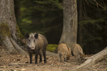 Cute swine sus scrofa family on the trip in dark forest. Group of Wild boar, mother care about small cryptic striped young babies on background natural environment of deep bush. Wildlife photography.