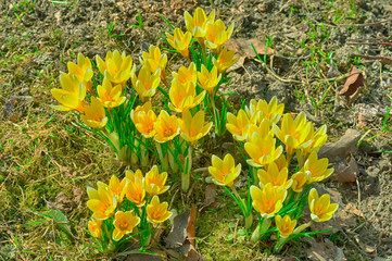 Yellow crocus growing through last year leaves