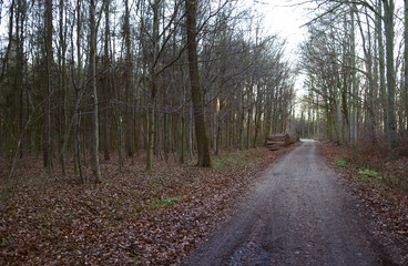 Altenburg / Germany: Stack of felled tree trunks at the edge of a forest path in the urban forest in late December