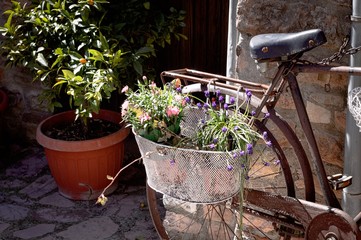 Isolated old bike with plants and flowers in the basket (Spello, Umbria, Italy)