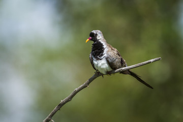 Namaqua Dove in Mapungubwe National park, South Africa