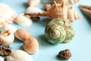Seashells flat lay pattern on blue background, sea vacation background, top view