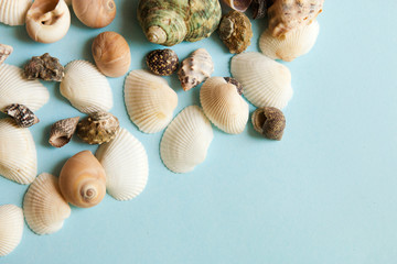 Seashells flat lay pattern on blue background, sea vacation background with copy space, top view