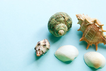 Seashells flat lay pattern on blue background, sea vacation background with copy space, top view