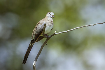 Namaqua Dove in Mapungubwe National park, South Africa