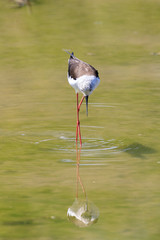 Cavaliere d'Italia (Himantopus himantopus)