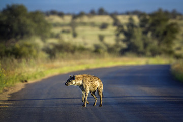 Spotted hyaena in Kruger National park, South Africa