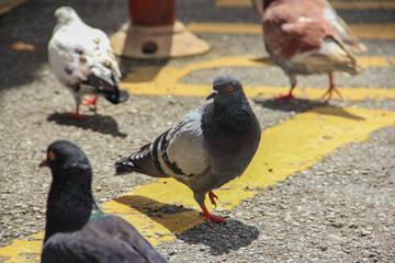 Pigeons on a street