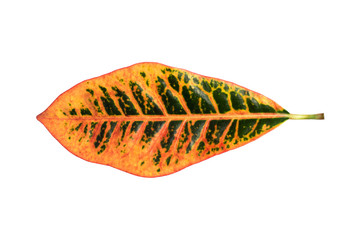 Fototapeta premium orange leaf on white background