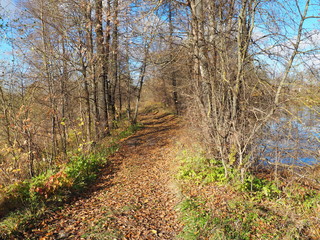 a forest path passing through a forest between bushes and trees