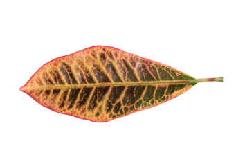 exotic orange leaf on white background